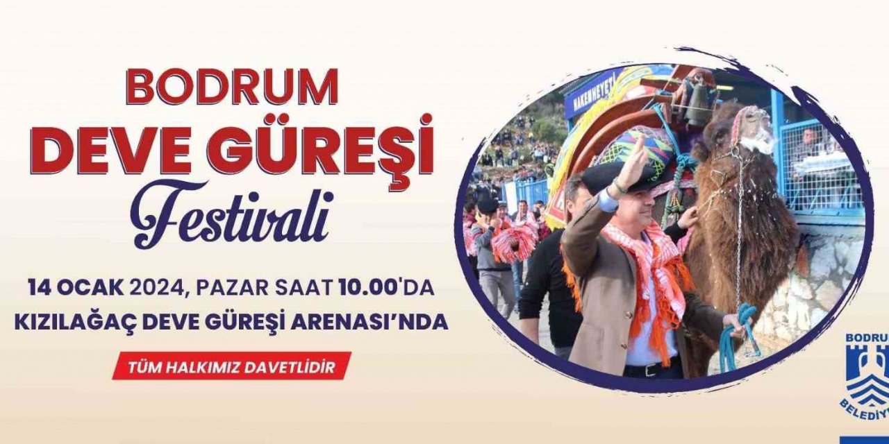 Bodrum Deve Güreşi Festivali için geri sayım