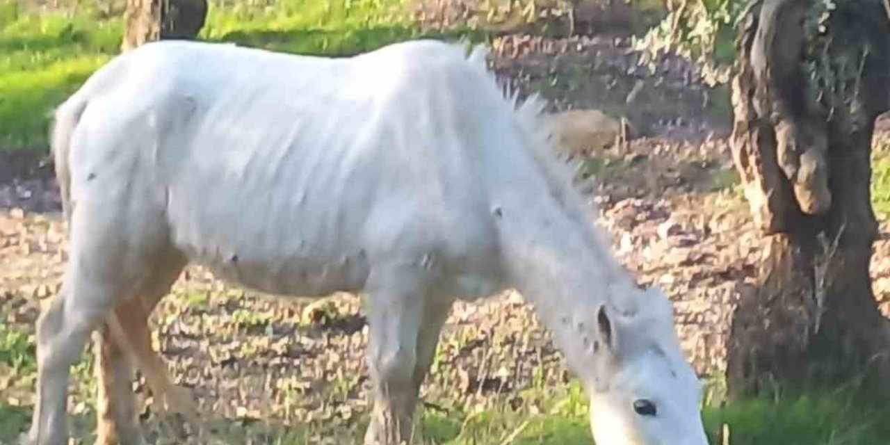 Çift sezonu bitince azat edilen atlar vatandaşları çileden çıkardı