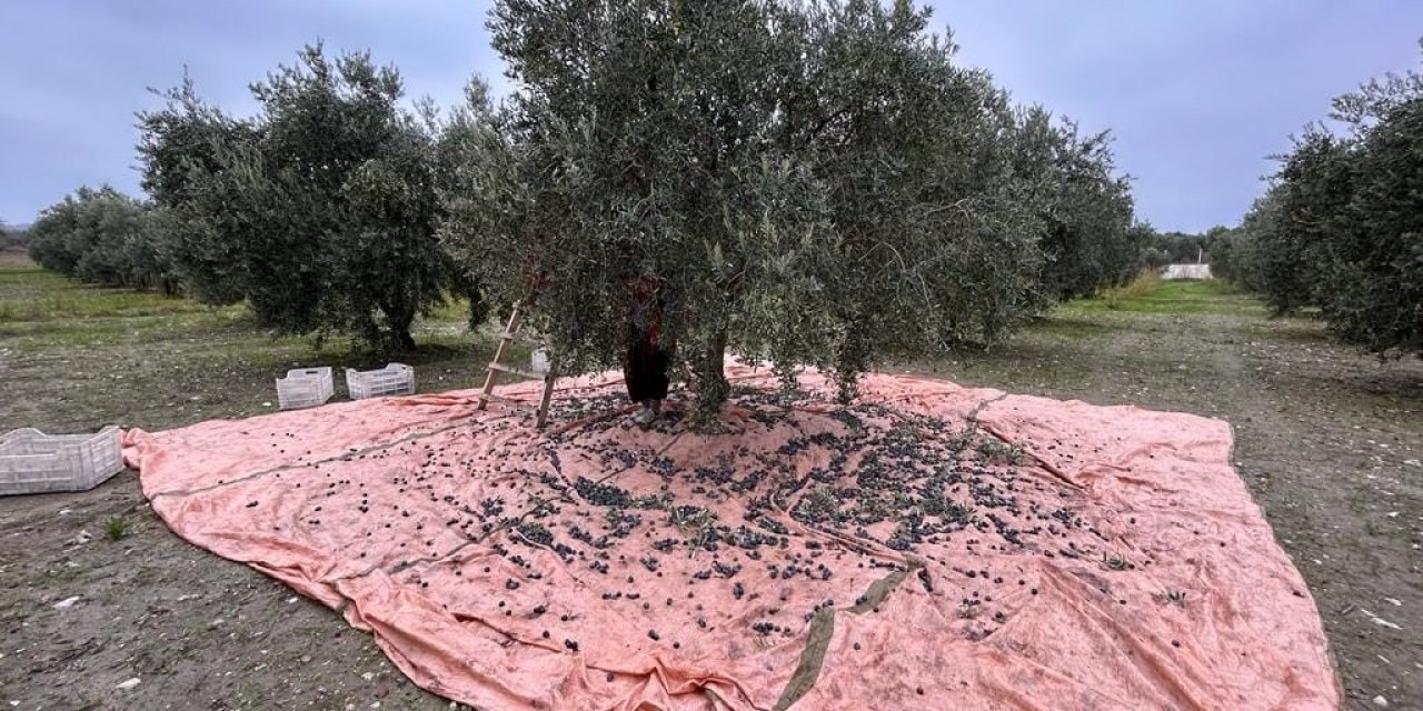 Zeytinin başkenti Manisa’da zeytin hasadı tamamlandı