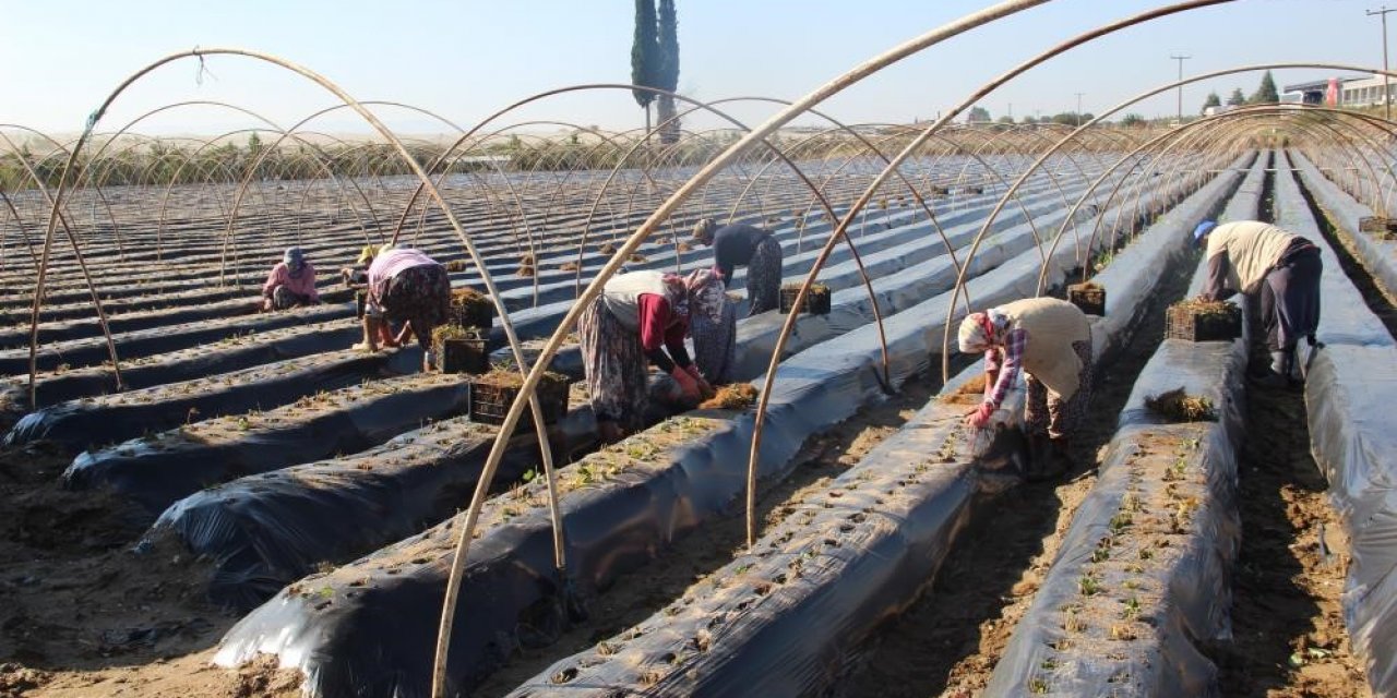 Ortaca ve Köyceğiz’de çilek üretimi artacak