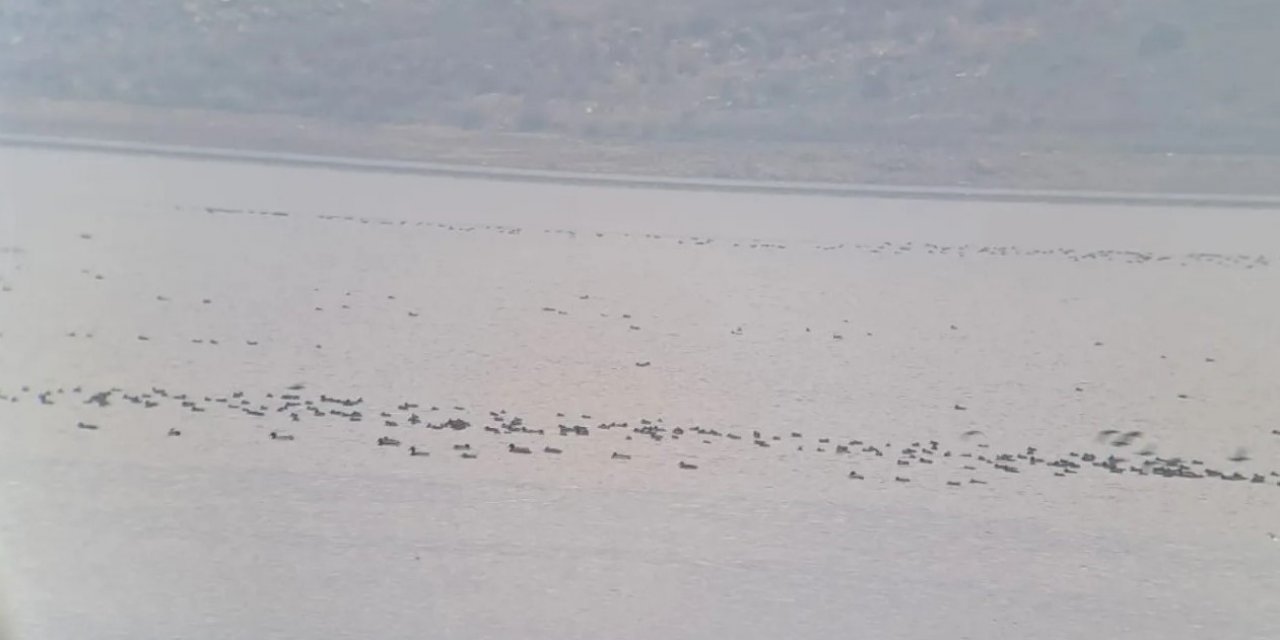 Manisa’da kış ortası su kuşu sayımları yapıldı