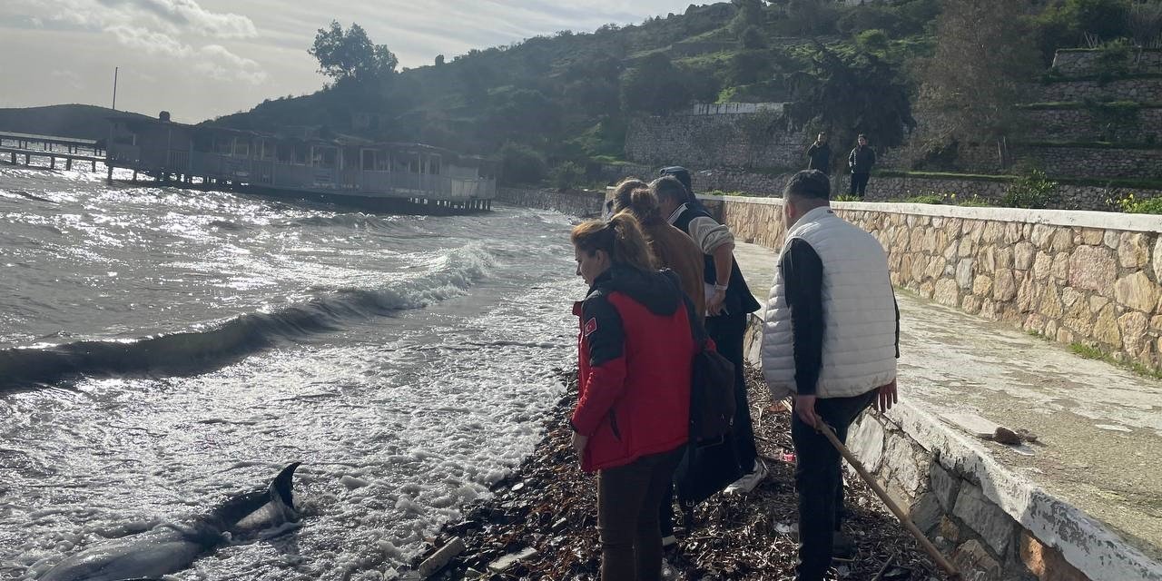 Yunusu kurtarmak için saatlerce uğraştılar