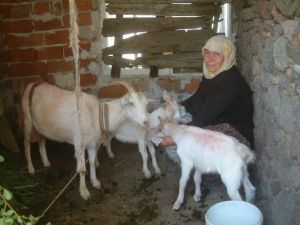 Üreticilerden Küçükbaş Hayvan Islahı Projesine Rekor Talep