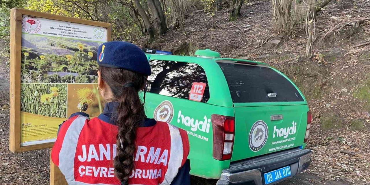 Bu bitkileri koparmanın cezası 245 bin TL