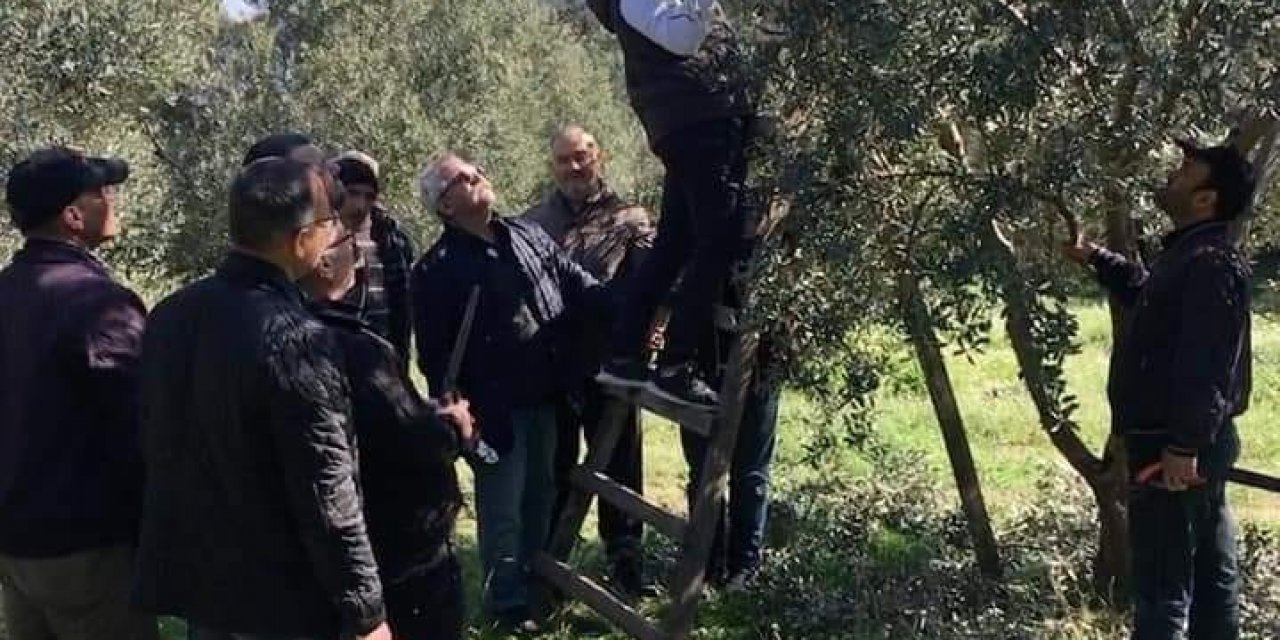 Söke İlçe Tarım ve Orman Müdürlüğü’nden zeytin üreticilerine ’budama’ uyarısı