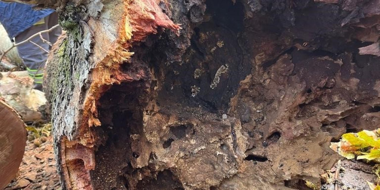 Tartışmalara sebep olan ölümcül Çınar kanseri İstanbul’dan sonra Denizli’de tespit edildi