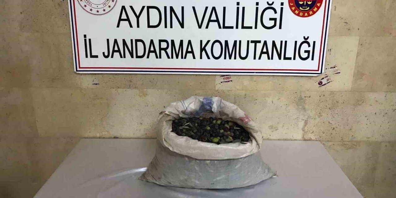 Efeler’de bir bahçeden 300 kilo zeytin çalındı