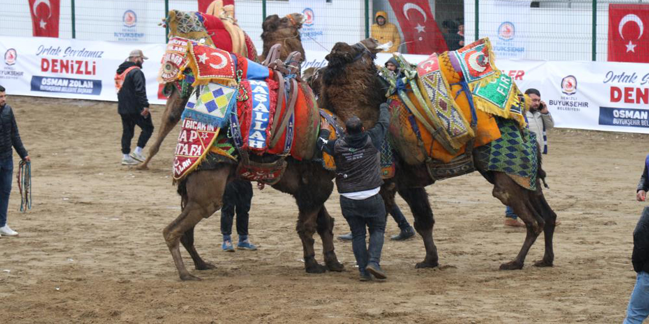 120 pehlivan deve Denizli arenasında buluştu