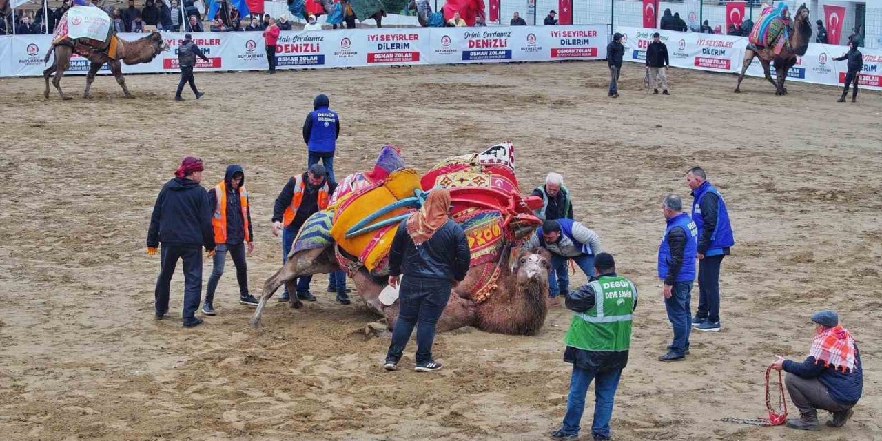 Şampiyon develerin mücadelesi nefesleri kesti