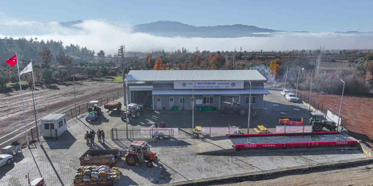 Büyükşehirin kazandırdığı tesisle 506 bin kilogram zeytin işledi