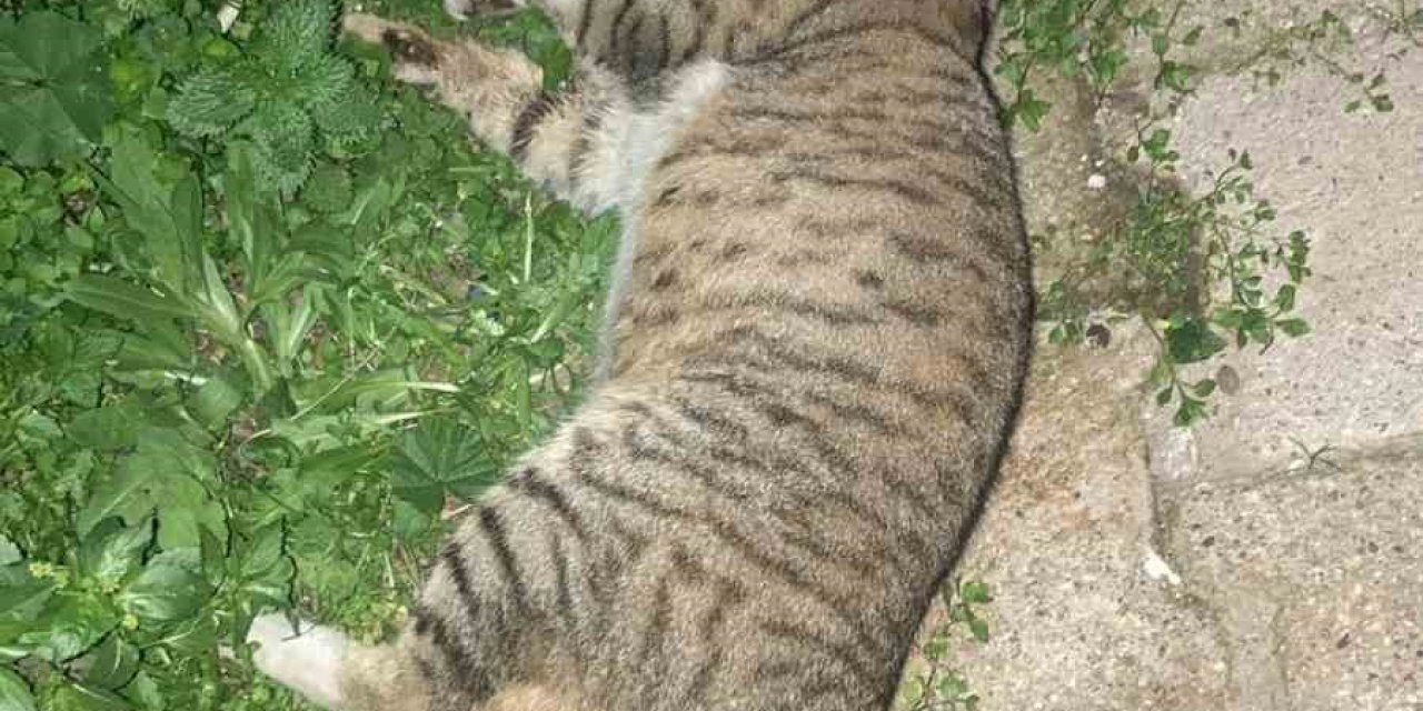 Milas’ta 1 köpek ve 2 kedinin zehirlendiği iddiası
