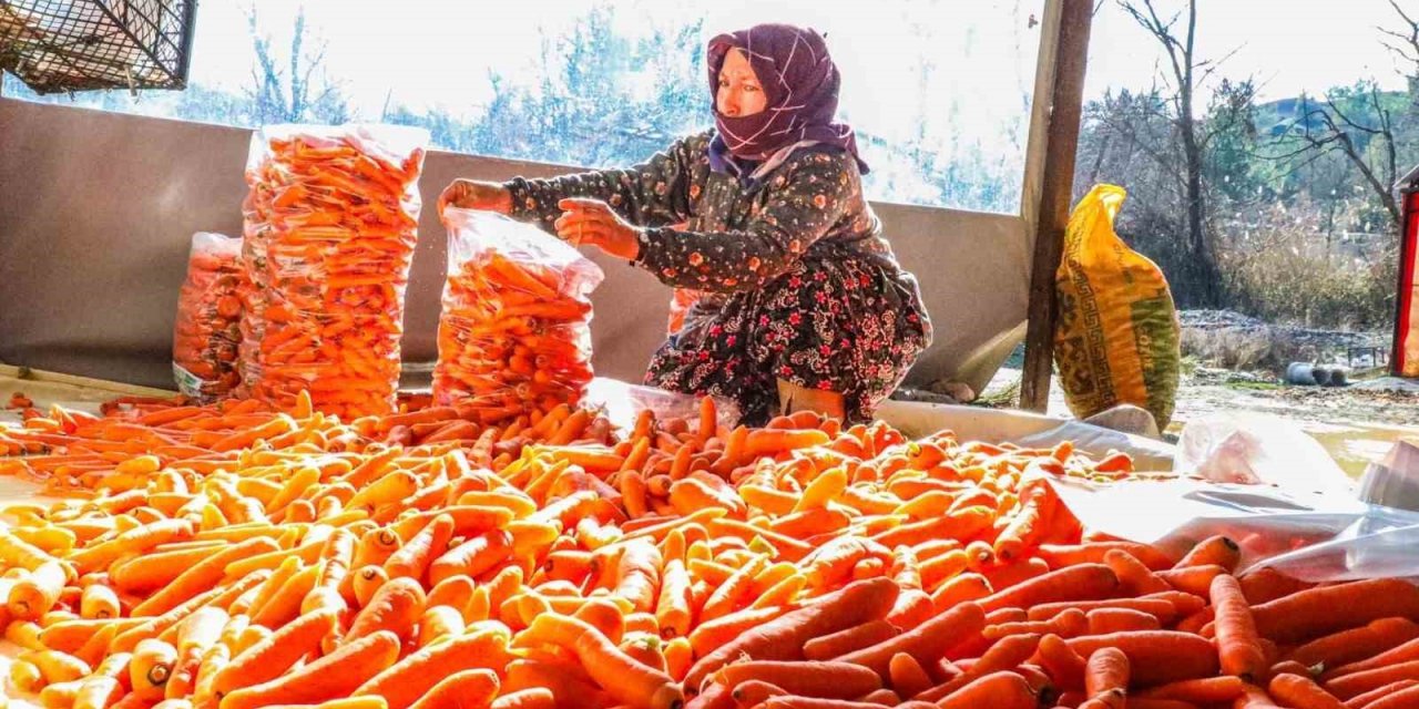 Denizli’nin Çakır havucunda hasat başladı