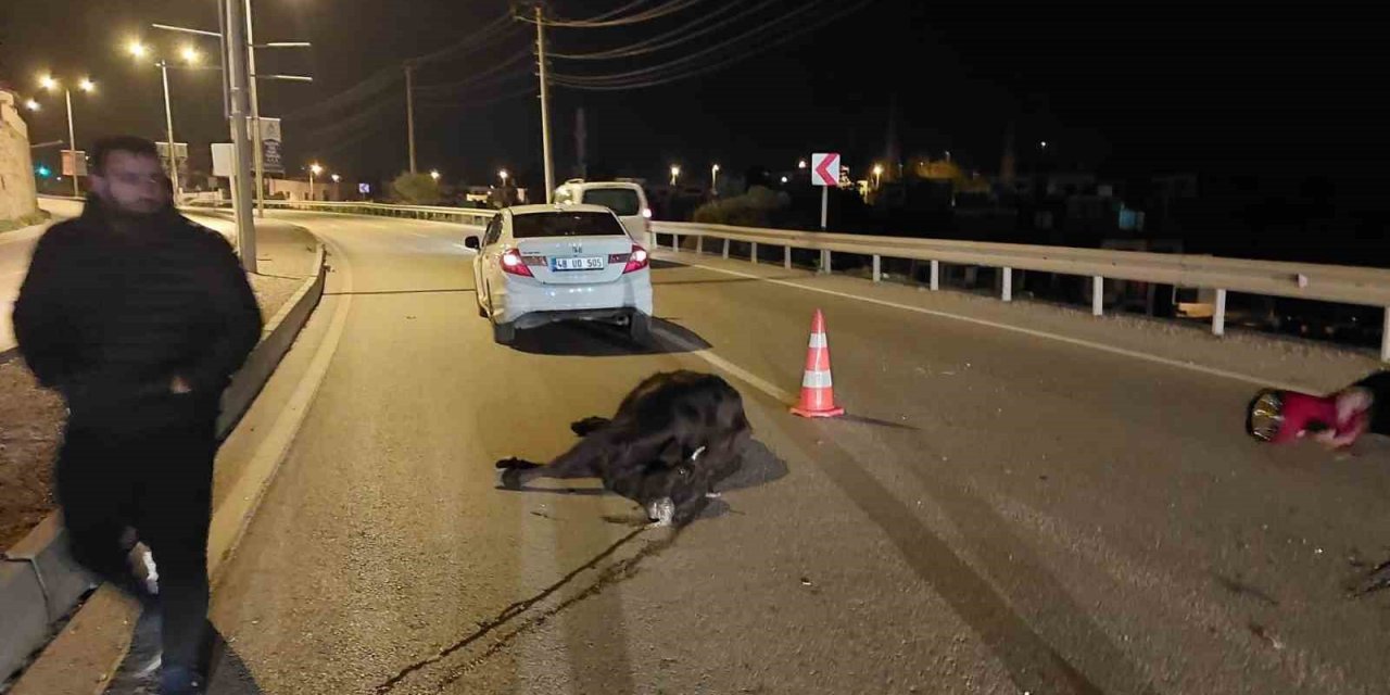 Otomobilin çarptığı inek telef oldu