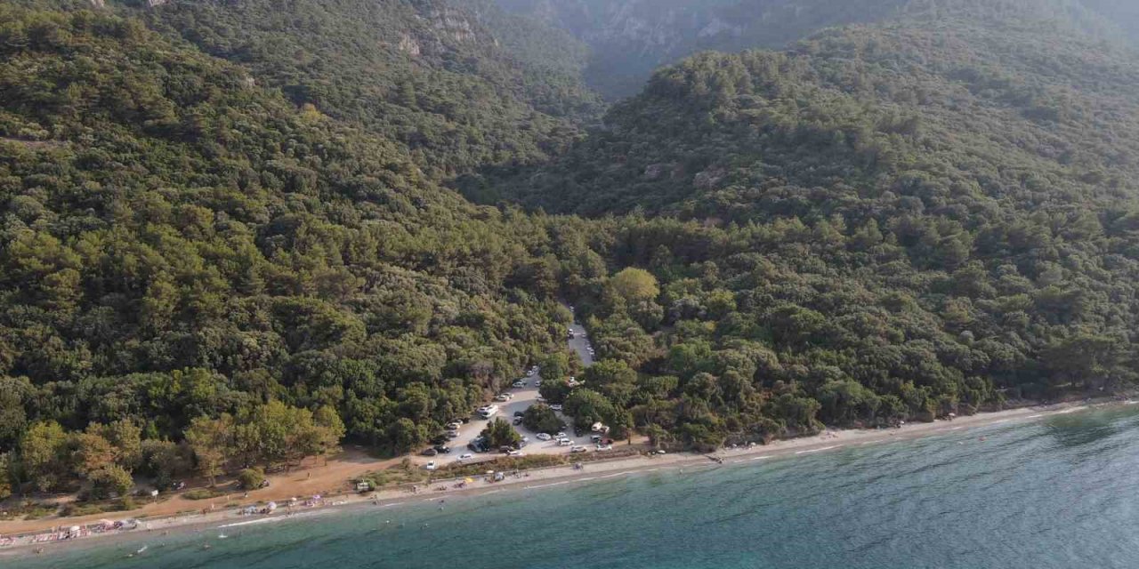 Aydın’da 1 yılda 20 bin gelir getirici fidan toprakla buluştu