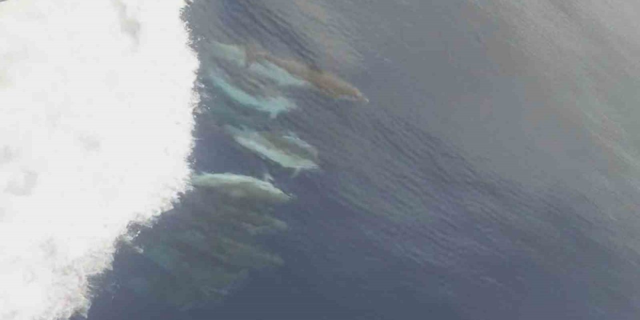 Yunus sürüsünün kuru yük gemisiyle oyunu kameralara yansıdı