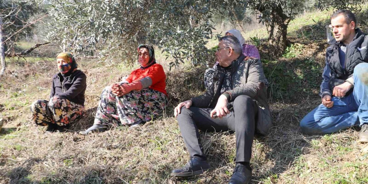 Başkan Güler, zeytin hasadı yapan üreticilerle bir araya geldi