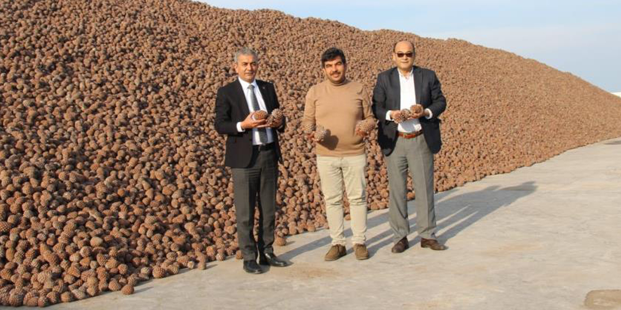 Koçarlı Türkiye’nin künar deposu haline geldi