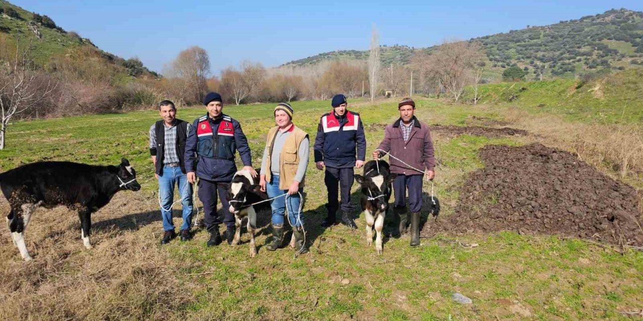 Kaybolan 3 buzağı jandarma ekiplerince bulundu