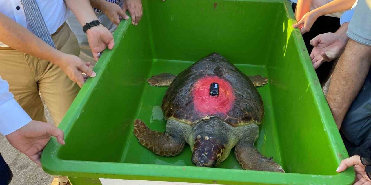 Caretta Caretta ‘Lara Barış’ 1,5 yılda 4 bin kilometre yol kat etti