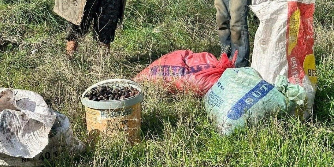 Zeytin hırsızı yakalandı