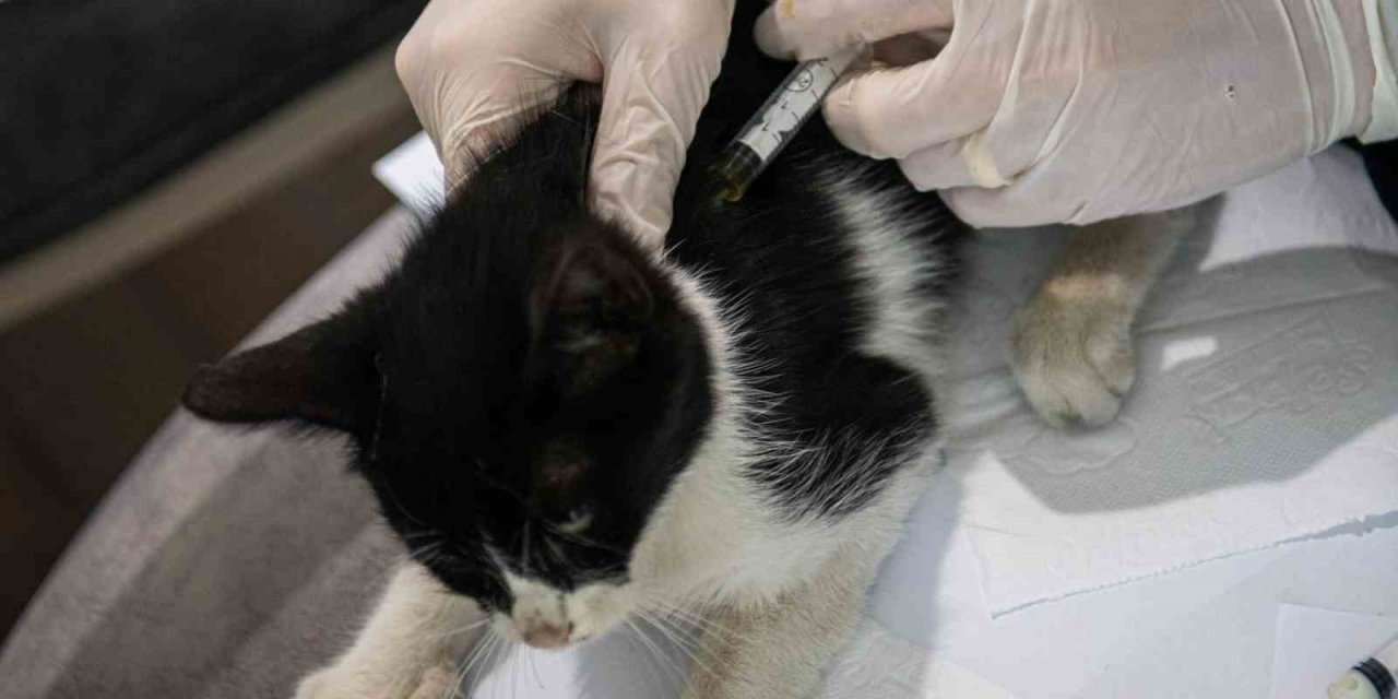 Başkan Günel, patili dostlarını unutmuyor