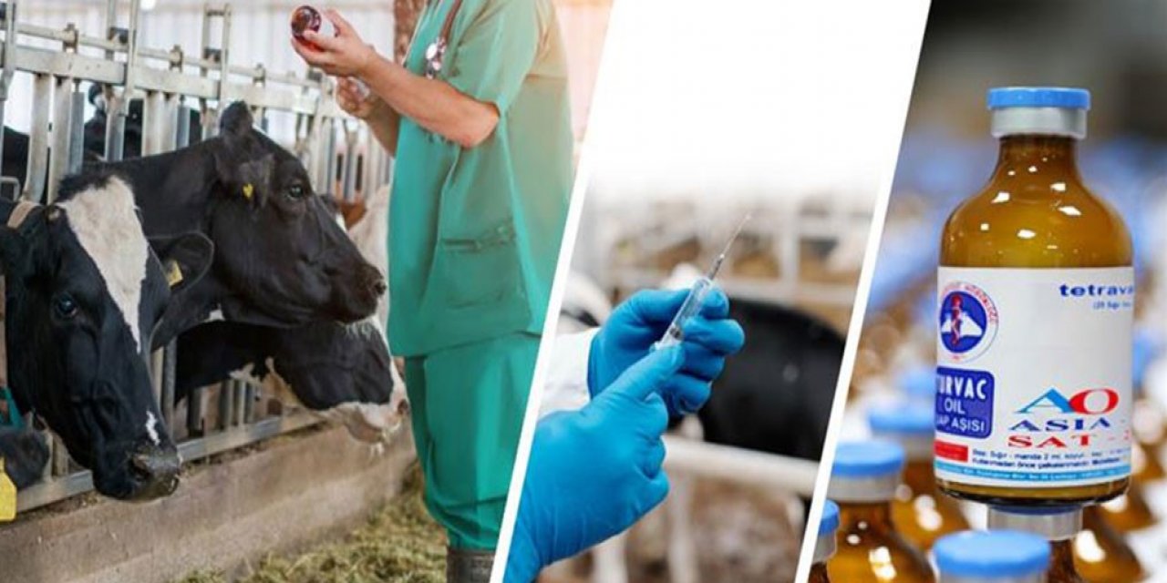 Şap hastalığına karşı aşı dozu bu yıl 3’e yükseltildi