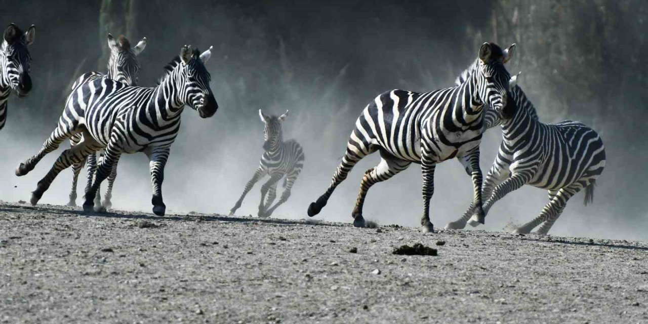 Doğal Yaşam Parkı’na pazartesi molası