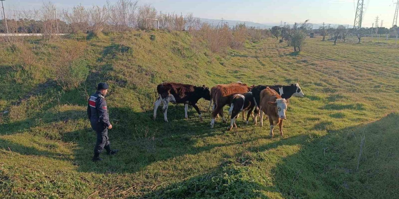 Otlarken kaybolan 6 büyükbaş hayvanı, jandarma buldu