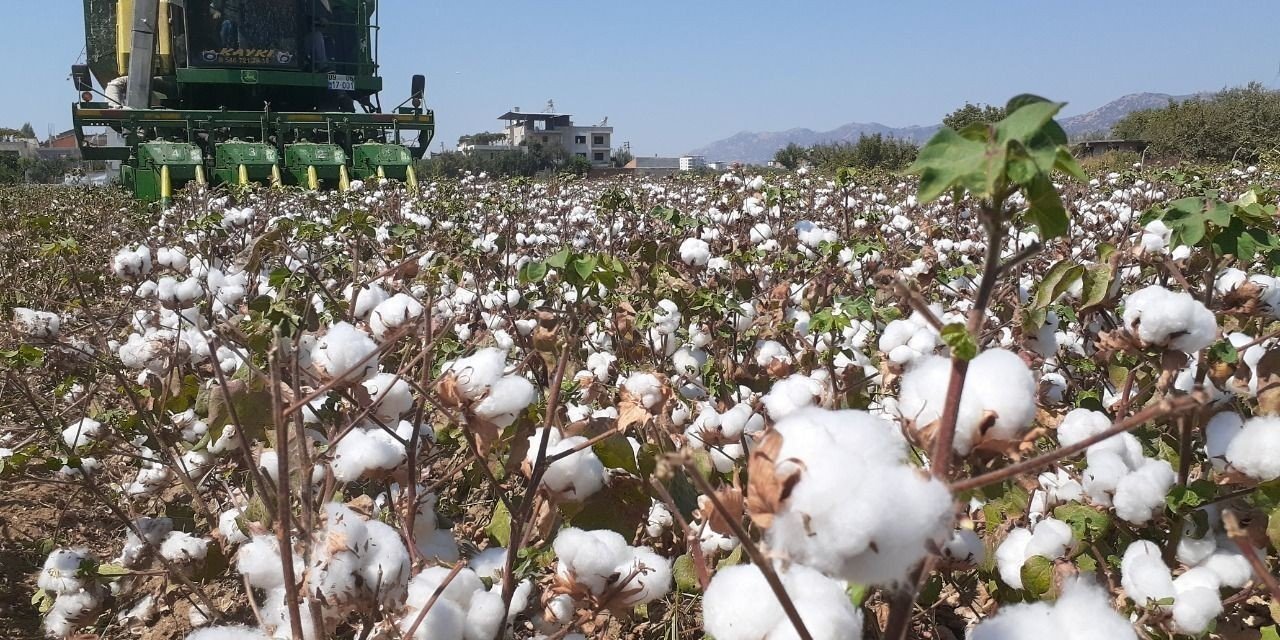 Söke’de 1 ayda 5 bin ton pamuk ihraç edildi