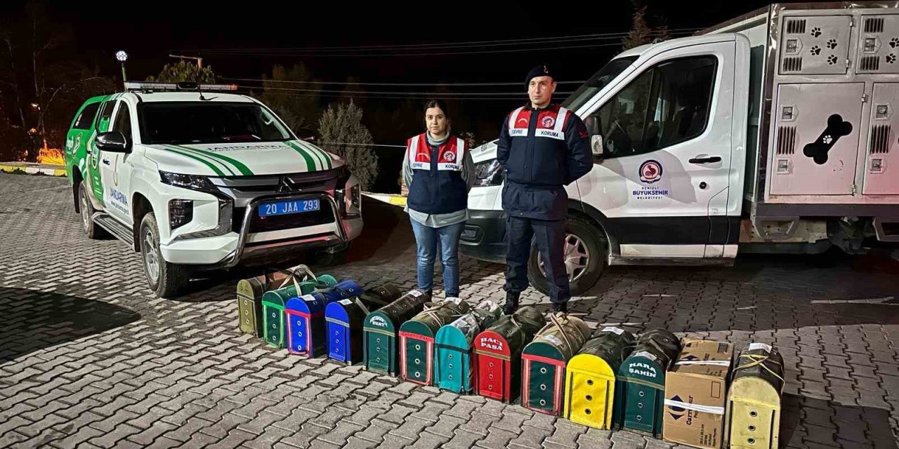 JASAT’tan komando destekli horoz dövüşü operasyonu