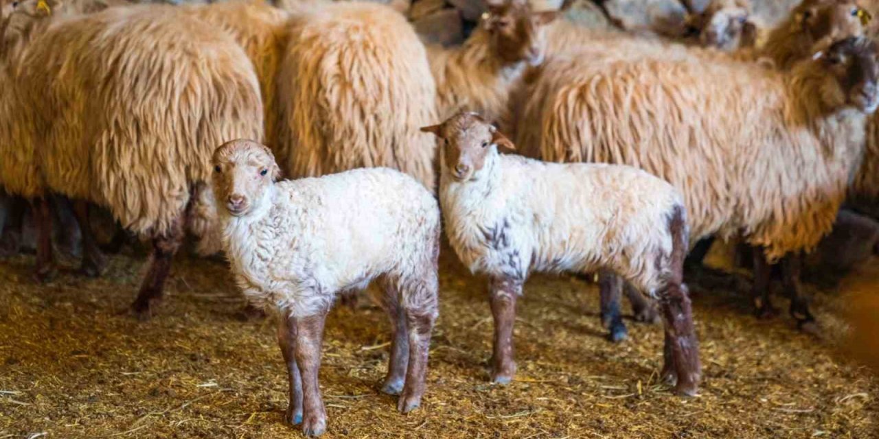 Kaçeli koyunlarının ilk yavruları Olivelo’da gözlerini açtı