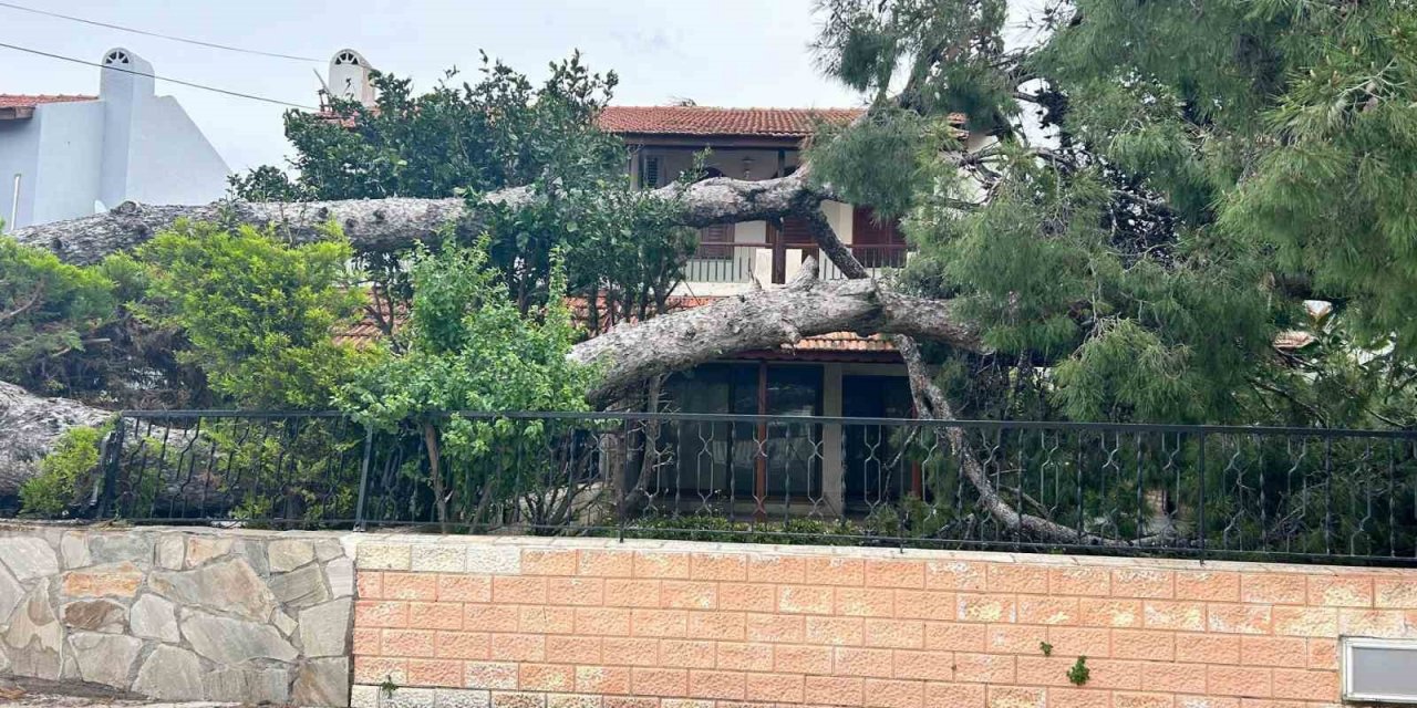 İzmir Çeşme’de dev ağaç evin bahçesine devrildi