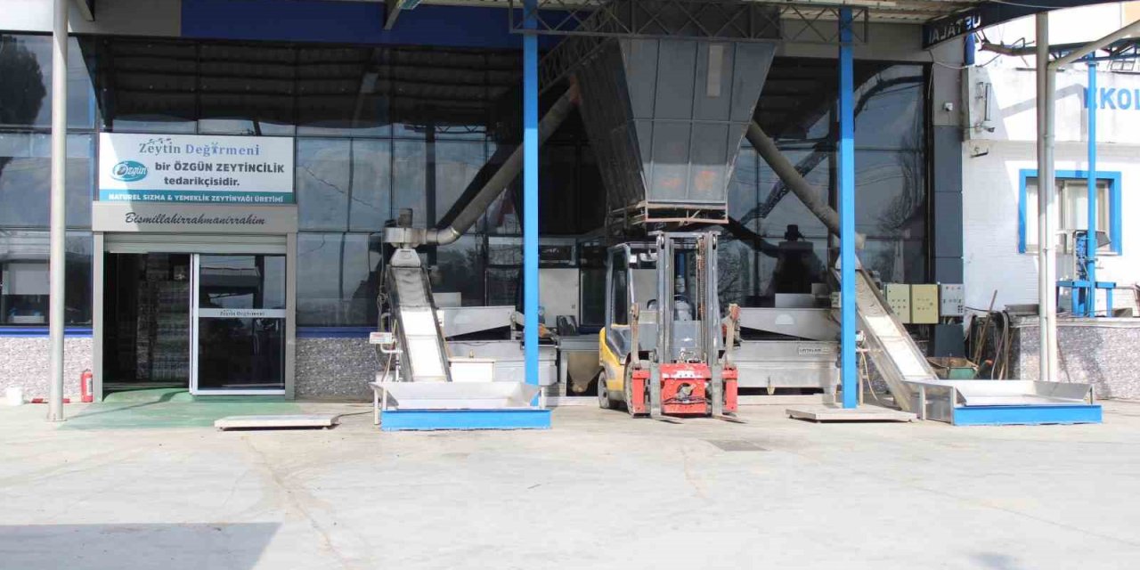 Aydın’da zeytinyağı sıkım sezonu erken bitti