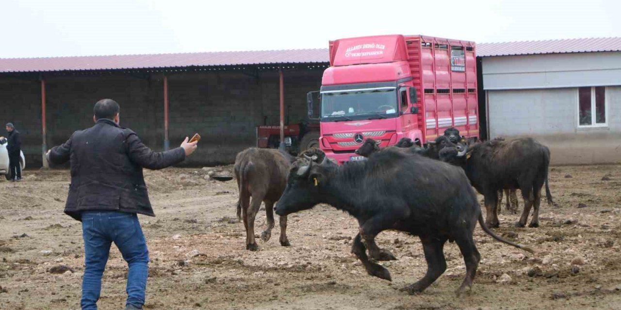 Çivril’de büyük umutlarla kurulan çiftlikteki mandalar satıldı