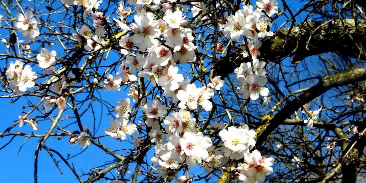 Muğla’da badem ağaçları çiçek açtı
