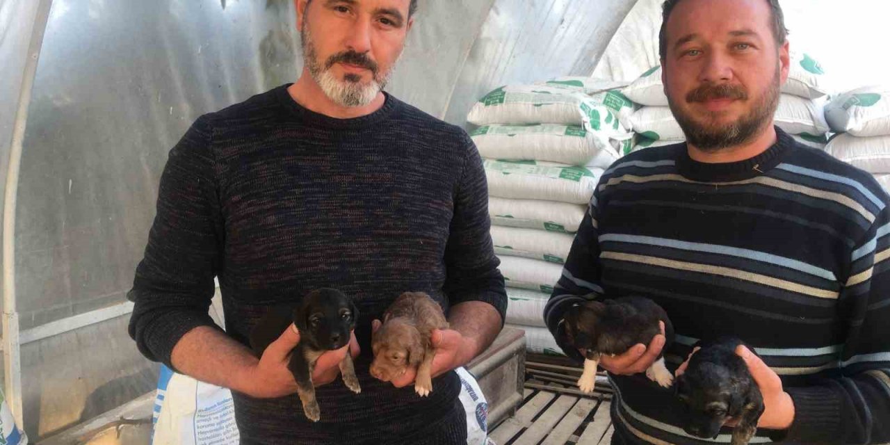 On gün önce doğum yapan köpeği ezip olay yerinden kaçtı