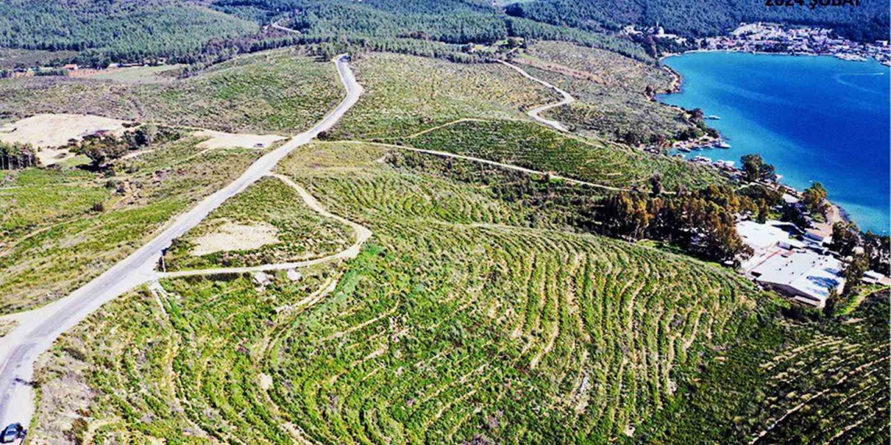 Bodrum Güvercinlik 3 yılda yeşerdi