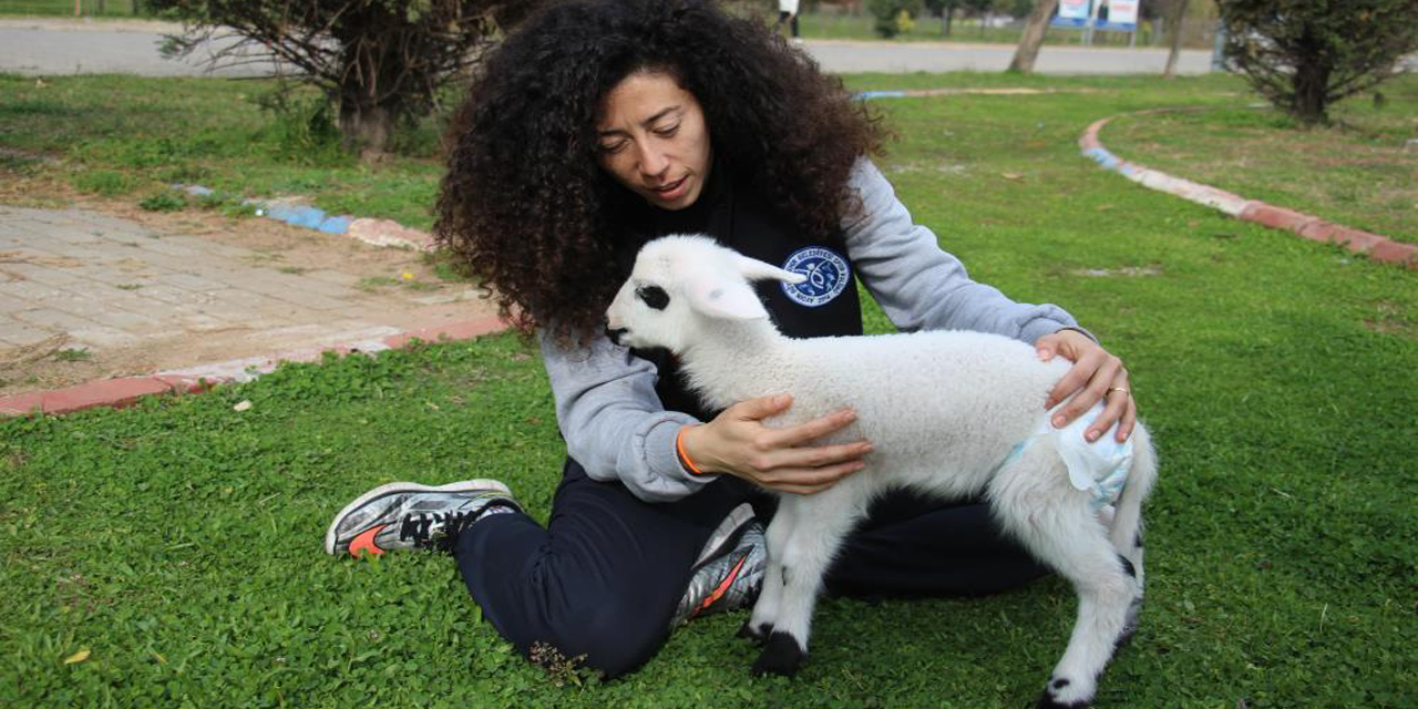 Bildiğiniz tüm kuzuları unutun: Bu kuzu koşu bandında yürüyüp, spor yapıyor