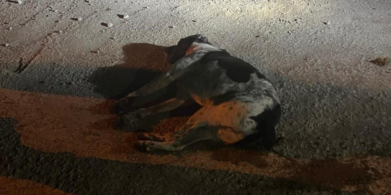 Bodrum’da kedi ve köpekler zehirlendi