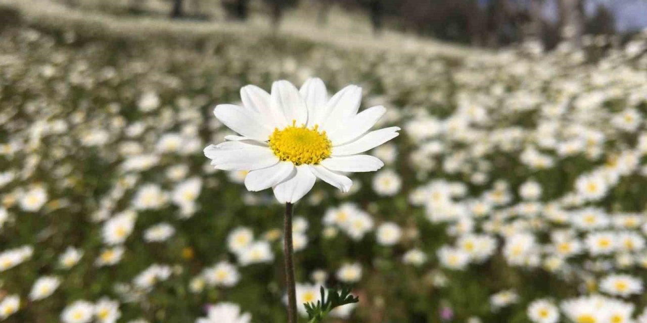 Papatyalar muhteşem görüntü oluşturdu