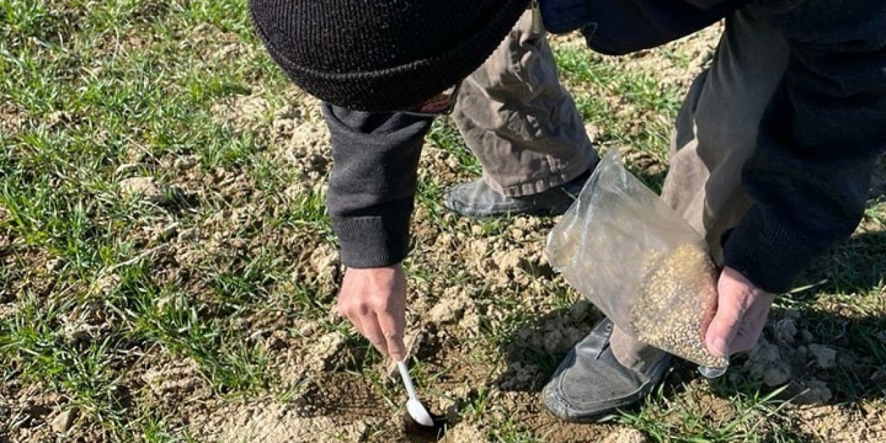 Üreticilerin farelerle mücadelesi başladı