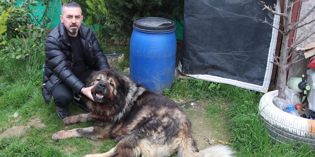 Çalamadığı köpeği pompalı tüfekle vurdu