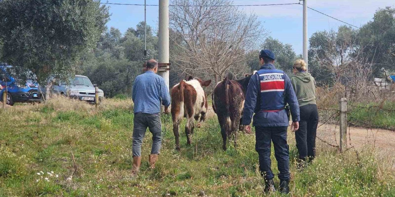 Kayıp hayvanları jandarma buldu