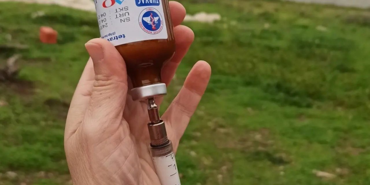 Fethiye’de şap hastalığı ile mücadele sürüyor