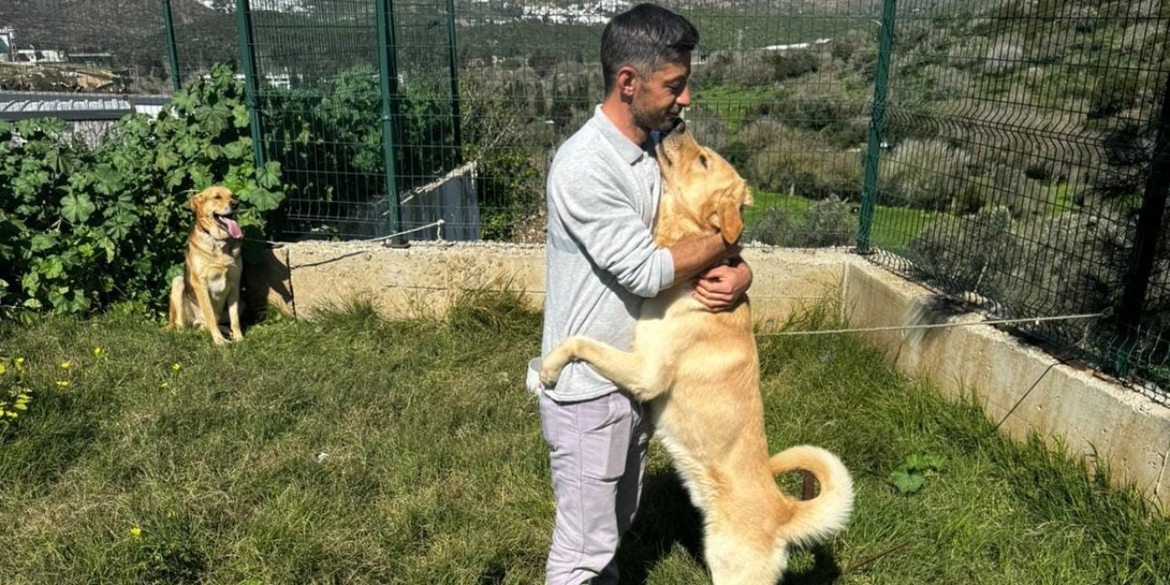 Zehirlendiği iddia edilen hayvanlar, belediye ekipleri tarafından kurtarıldı
