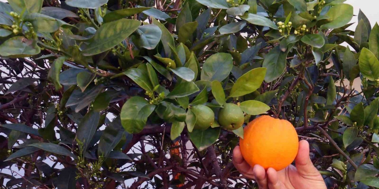 İklim değişikliği meyveleri de şaşırttı