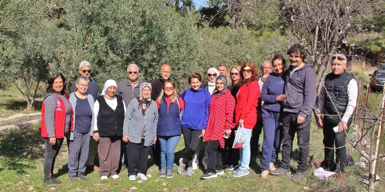 Almanlar ve İngilizler zeytin budamayı öğrendi
