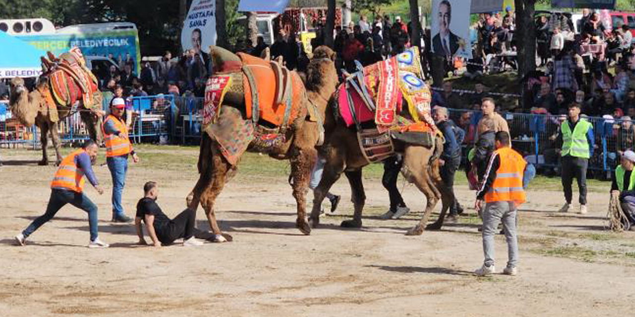 Köşk’te Deve Güreşi Festivali düzenlendi