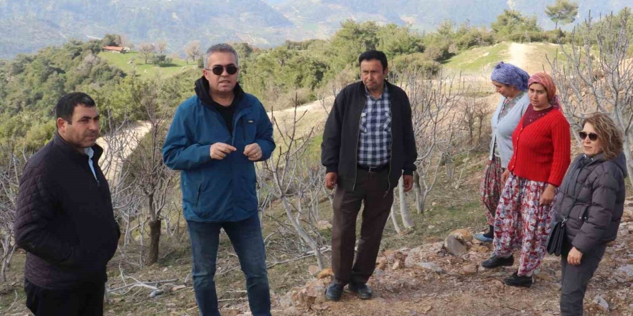 Efeler’de sarı lop incir fidanlarının gelişimi izleniyor