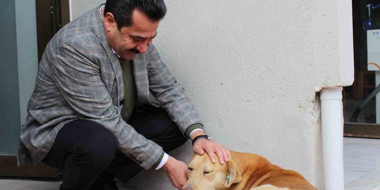 Pamukkale Adayı Ertemur, sokak hayvanları için 4 proje hazırladı